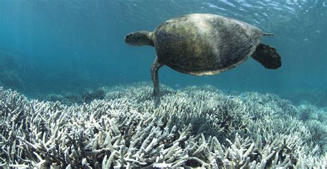 Great Barrier Reef at ‘unprecedented’ risk of collapse after major ...