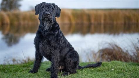 Dog Narrowly Survives Backyard Mountain Lion Attack