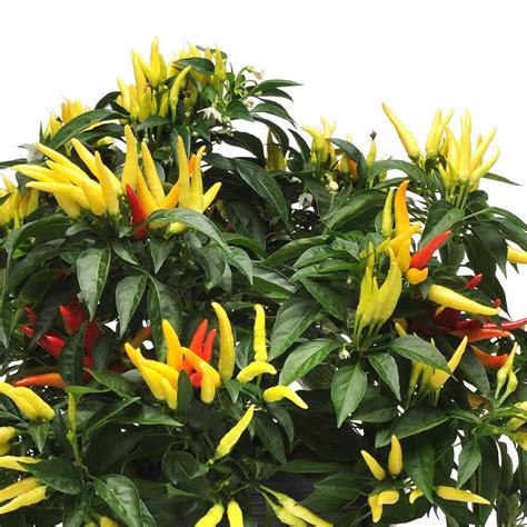 18+ Ornamental Chili Pepper Plant