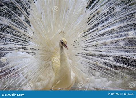 White peacock stock image. Image of peacock, alone, dancing - 92217941