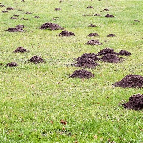 Moles vs. Shrews vs. Voles | SecureLawn | Murfreesboro, Tennessee