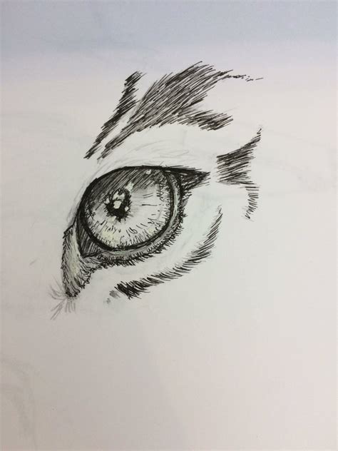 Tiger Eye Drawings