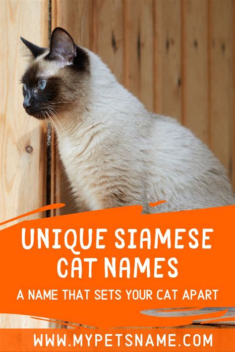 Unique Siamese Cat Names | Cat names, Cute cat names, Siamese cats