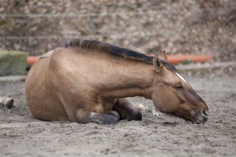 14 Best Ways to Naturally Prevent Colic in Horses [Countdown] | Mad Barn