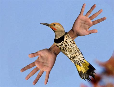 Birds with hands : r/birdswitharms