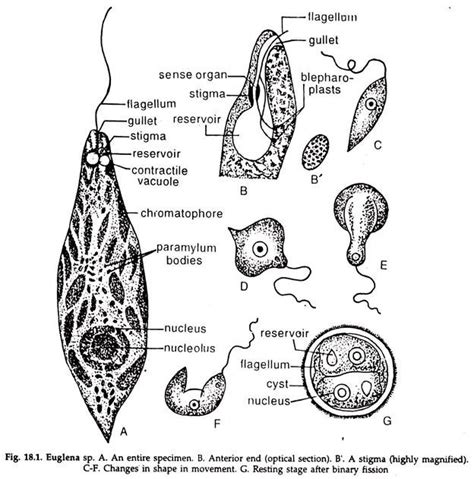 Euglena: Nutrition and Reproduction | Subkingdom Protozoa