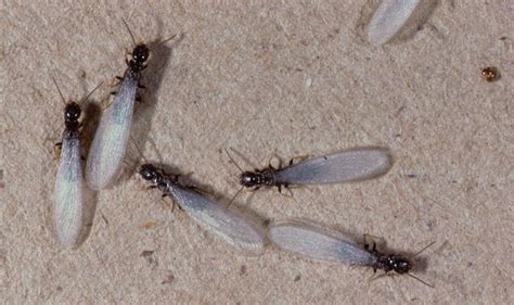 Winged Termites Identification