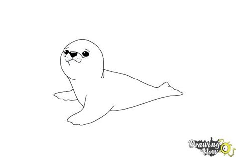 How to Draw a Baby Seal - DrawingNow