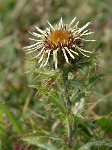 Carlina vulgaris (Carline Thistle) - Hugh Knott