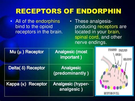 presentation on Endorphin hormone