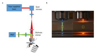 2-photon functional imaging | Max Planck Institute for Biological ...