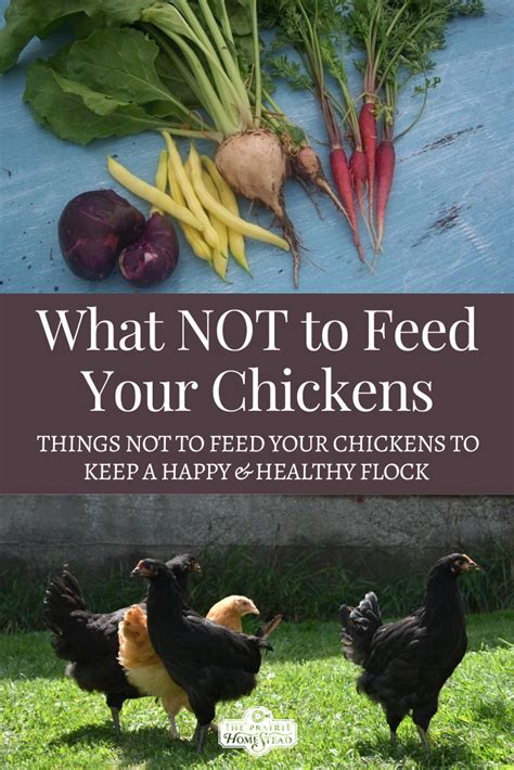 Not to Feed Chickens • The Prairie Homestead