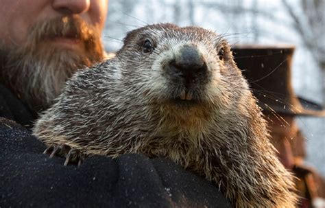 No shadow sighting for Punxsutawney Phil, groundhog reports spring is ...