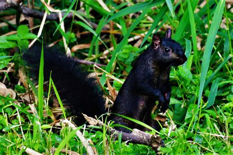 Have you seen any black squirrels in the preserves? | Forest Preserve ...