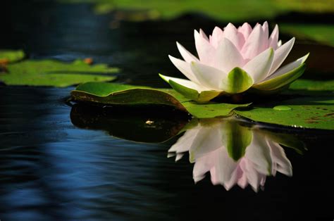 Wallpaper : water lily, reflection, Quiet, leaves 3200x2125 ...