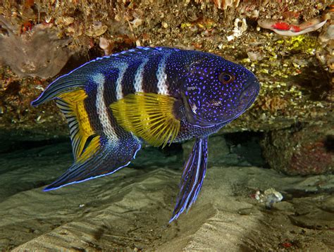 Marine Biologists Stunned to See The Rare Blue Devil Fish At a Bigger ...