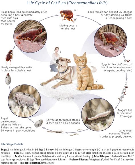 What Kills Flea Eggs And Larvae In Carpet | www.cintronbeveragegroup.com