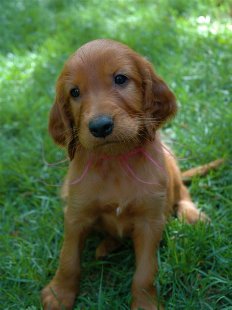 Everything Top Dog: Irish Setter Puppies