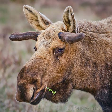 Wild and Free Montana: May Moose Antlers