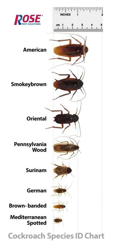 Cockroach Identification Chart