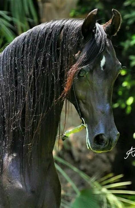 Pin by Jodi Day on Equine - The Elegant Arabian | Horses, Black arabian ...