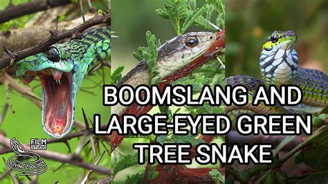 Deadly Boomslang of Africa - the most venomous rear-fanged snake and ...