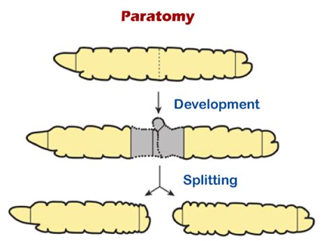 What is fragmentation - Javatpoint