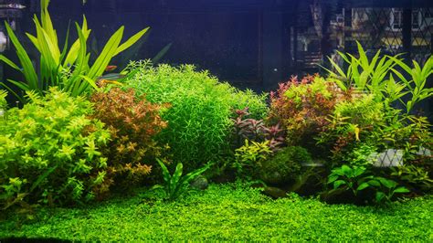 18 Live Aquarium Plants You and Your Fish Will Love