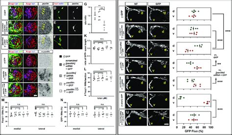 Paxillin function is required for the selection of limb axon ...