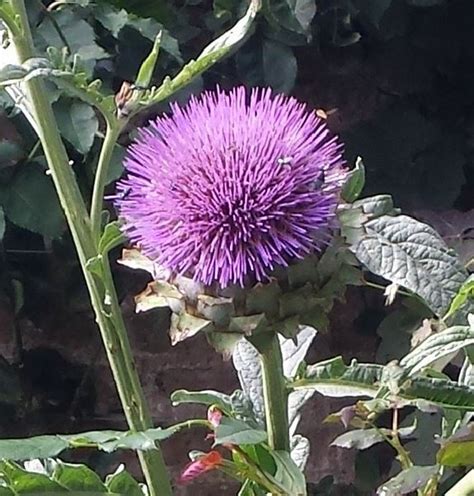 Cynara cardunculus | Farmyard Nurseries