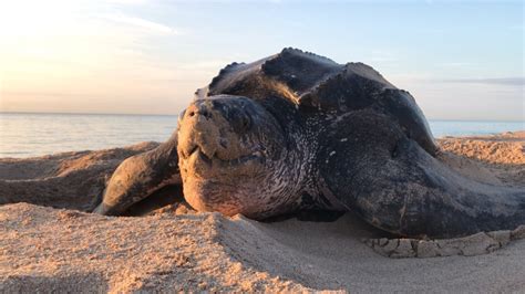 Leatherback Sea Turtle Fact & Info Guide: American Oceans