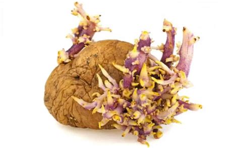 What to do with sprouted potatoes? ( Top 8 Uses ) | Prepping Planet