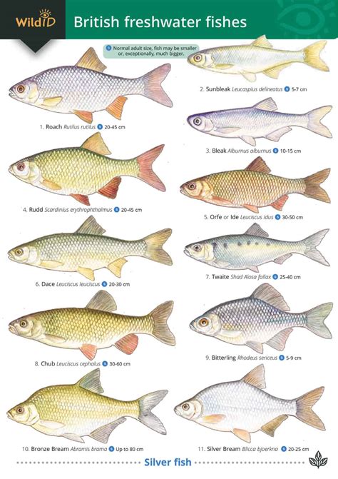 Freshwater Fish Species Identification