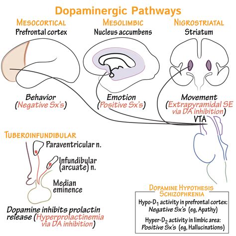 Brain And Dopamine Pathway