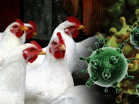 EMA Panel Backs Pandemic Avian Influenza Vaccine