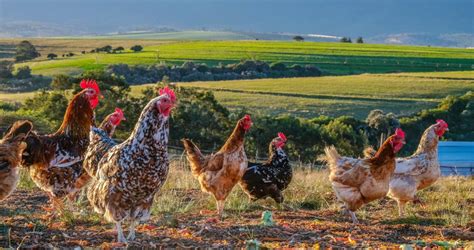 How To Start A Free Range Chicken Farming In South Africa - Coremymages