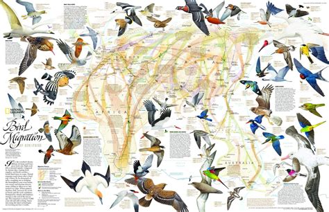 Buy National Geographic: Bird Migration Wall , Eastern Hemisphere Wall ...