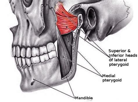 TMJ Dysfunction On The Lateral Pterygoid Muscle - El Paso, TX ...