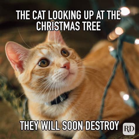 30 Funny Christmas Memes [2024] | Reader's Digest