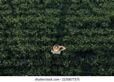 Aerial View Soybean Farmer Working Field Stock Photo 2150877375 ...