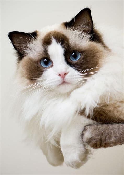 Blue Ragdoll Kittens