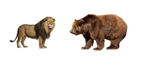 Grizzly Bear Vs Lion Size