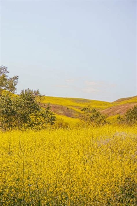 How to See the Chino Hills State Park Wildflowers (Mustard Blooms ...