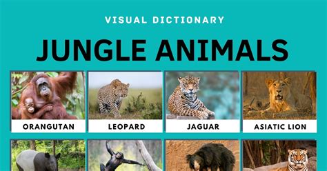 Jungle Animals | 20 Animals that Live in the Jungle and Their ...