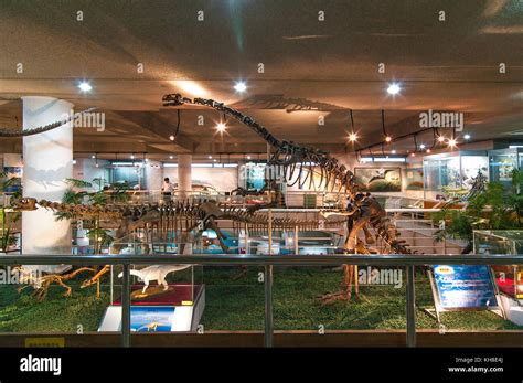 Paleozoological museum beijing hi-res stock photography and images - Alamy