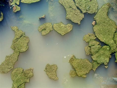 Experts predict lowest cyanobacteria bloom since 2011 | WCMU Public Radio