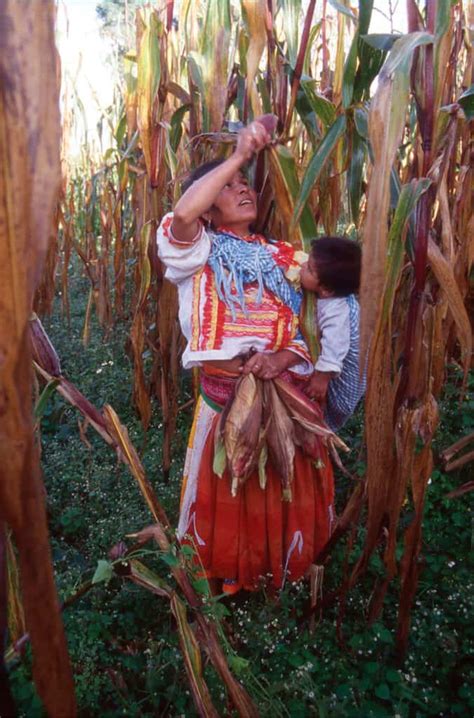 La gran contribución de los campesinos maiceros a México y al mundo ...