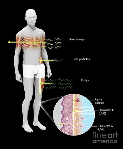 Radiation Effects On Humans Photograph by Mikkel Juul Jensen/science ...