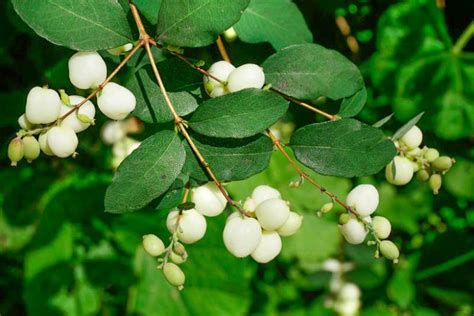 Symphoricarpos albus (Common Snowberry)