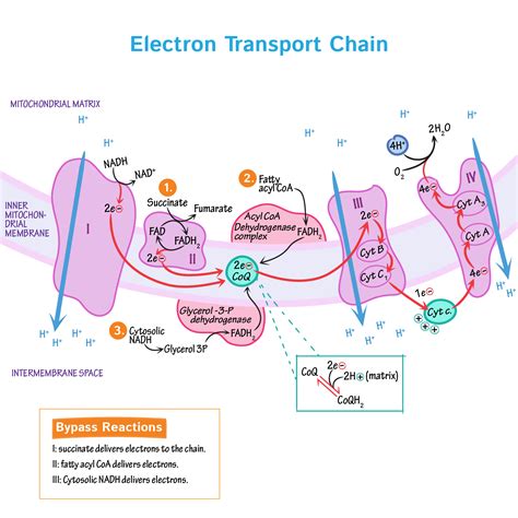 Electron Transport Chain Concept Map